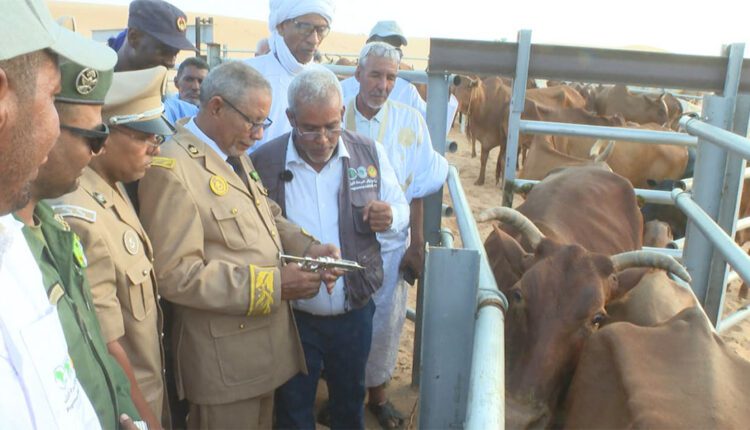 الحوض الشرقي: إطلاق مكونة صحية بيطرية تستهدف 100 ألف رأس من المواشي ضمن برنامج “آوكار”