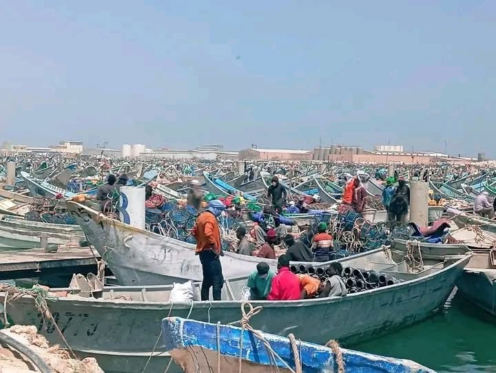 موريتانيا: بدء التوقيف البيولوجي الثاني لصيد الأخطبوط ورأسيات الأرجل